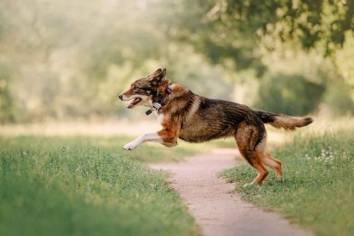 cane_corre_salta