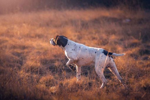 hund-zeigt-wild