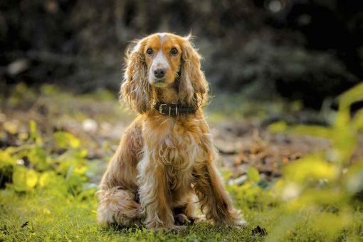 nasser-Hund