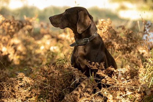 Hund-busch