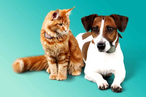 cane_gatto_kippy