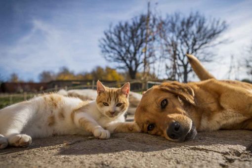 cane_gatto_strada