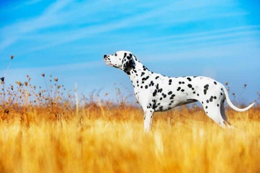 Hund-dem-Weizenfeld