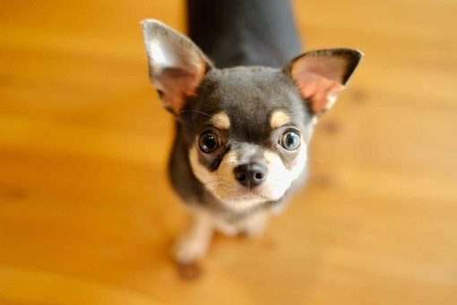 cane_chiwawa_guarda