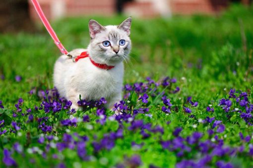 gatto_guinzaglio