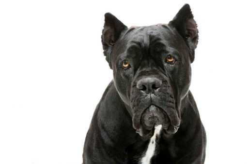 cane_corso