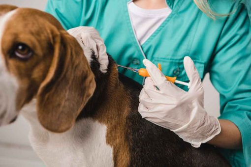cane_microchip