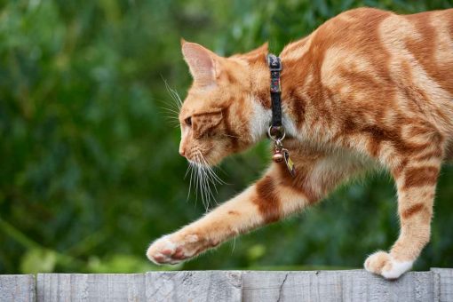 gatto_rosso_cammina