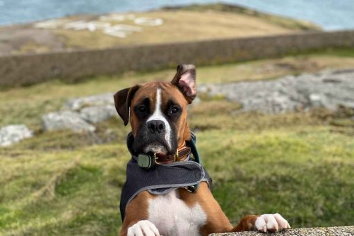 cane_boxer