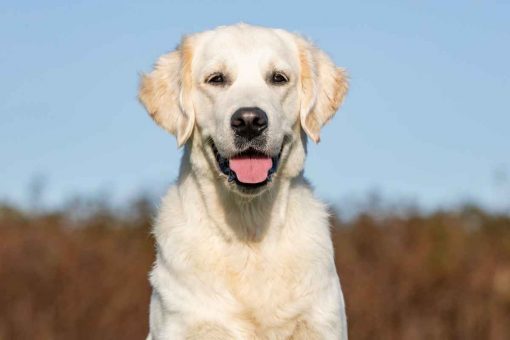 cane_labrador