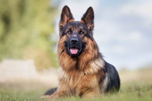 cane_pastore_tedesco