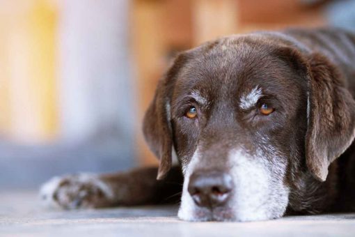 ruht-Hund-aus