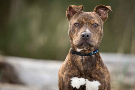 Pitbull