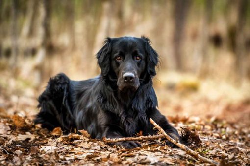 terranova-retriever