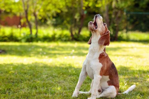Sitzender-Hund-bellt