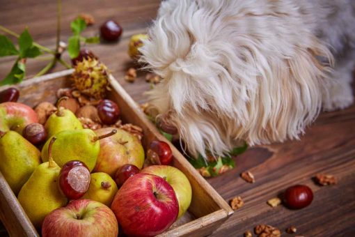 Hund-riecht-nach-Obst