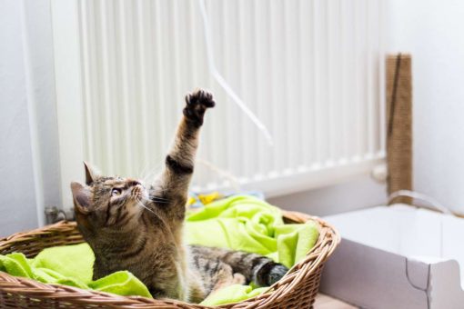 Katze-spielt