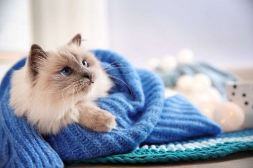 gatto-coperta