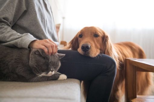 Katze-Hund-liebkosen