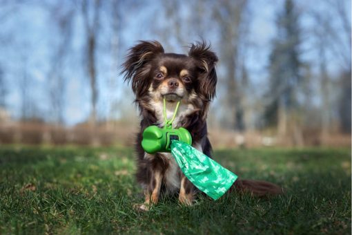 mein-Hund-frisst-Kot
