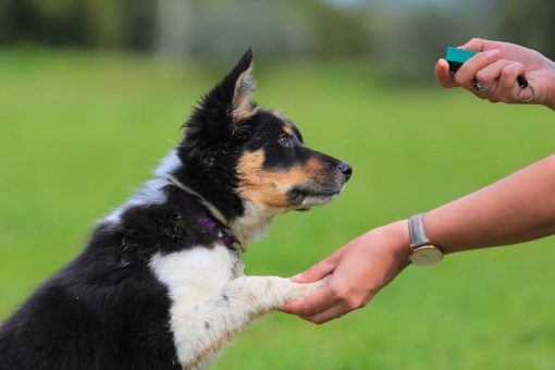 Hund-Welpe-Training