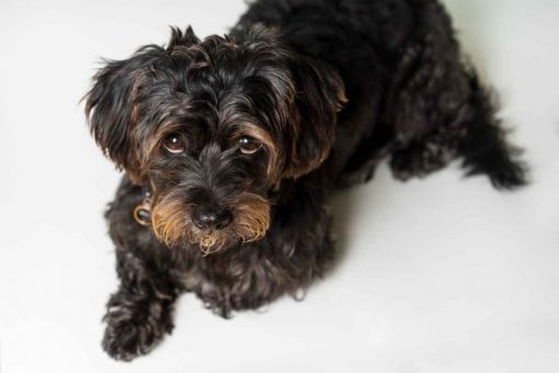 cane-guarda-alto