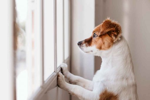 cane-guarda-finestra