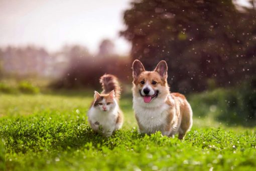 katze-und-hund-gehen-im-gras-spazieren