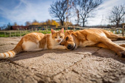 katze-und-hund-liegen-im-hof