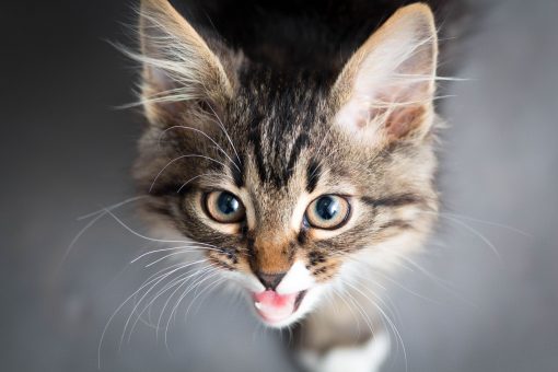 A cat at the foot of a human meowing
