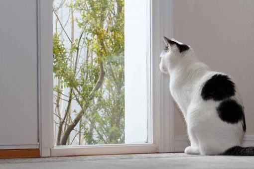 cat_looking_out_window