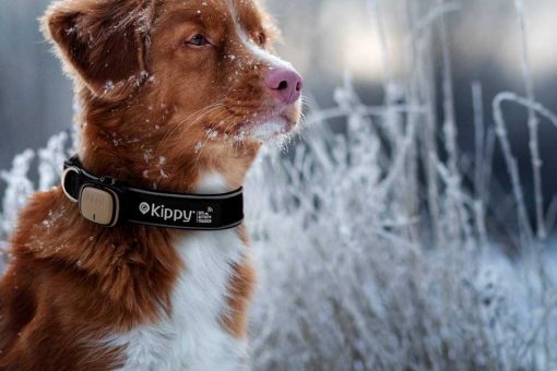 chien-collier-kippy