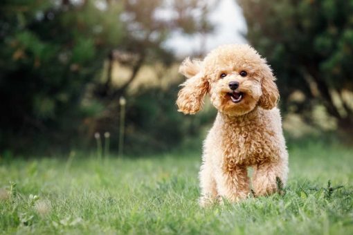 pudelhund-läuft-auf-dem-rasen