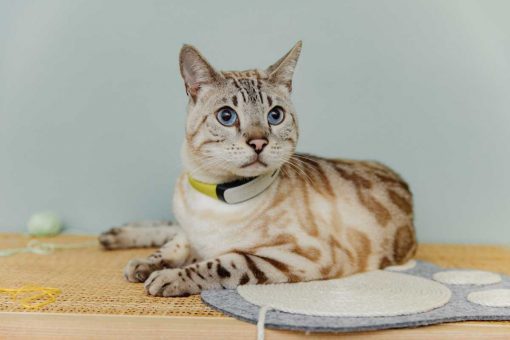 chat-du-bengale-Kippy-CAT