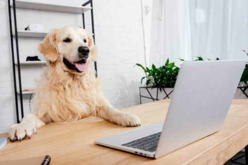chien-ordinateur