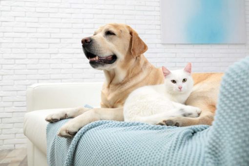 chien-chat-canapé